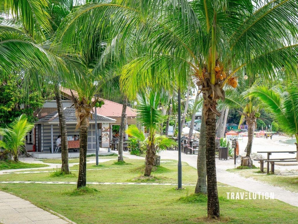 Redang Beach Resort Review - Palm Trees within The Resort
