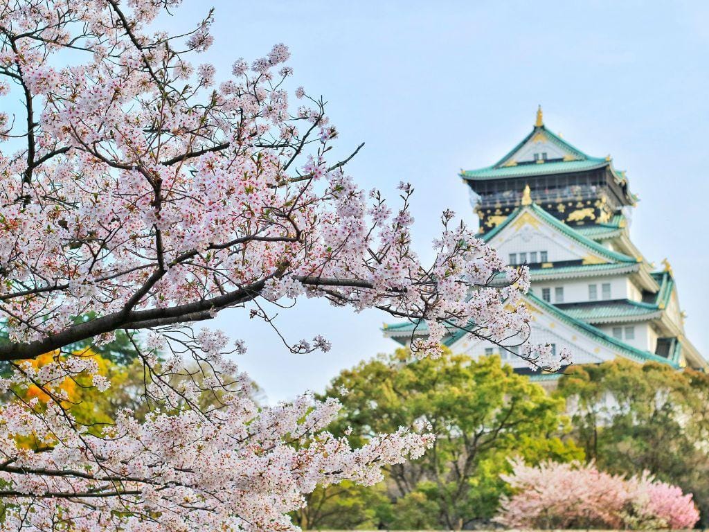 Japan Cherry Blossom Season - Osaka
