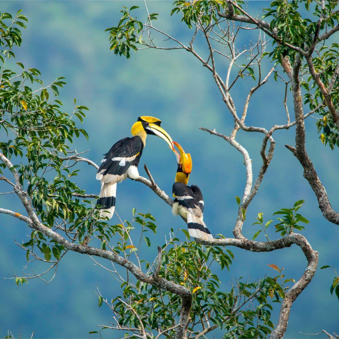 Club Med Borneo Hornbills